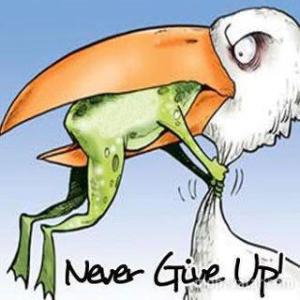 Frog Never Give Up Frog